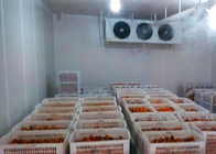 اتاق ذخیره سازی پیاز / گوجه فرنگی سفارشی با واحد یخچال